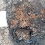Cocodrilos, jirafas y osos gigantes: así era Granada hace 4,5 millones de años