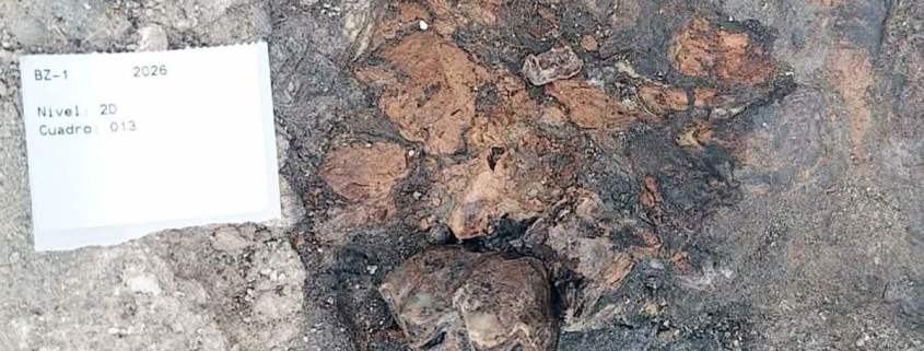 Cocodrilos, jirafas y osos gigantes: así era Granada hace 4,5 millones de años