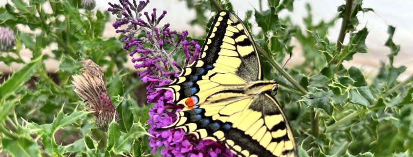 Las alas de las mariposas crean una ilusión óptica que hace fallar a sus depredadores