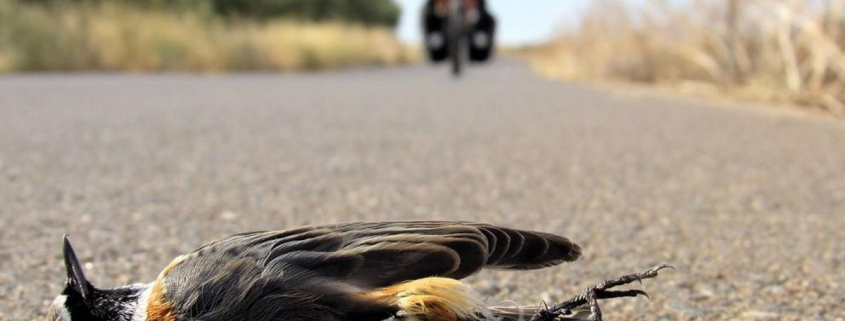 Mueren muchos más animales en las carreteras de lo que pensamos: un estudio del CSIC revela las cifras ocultas