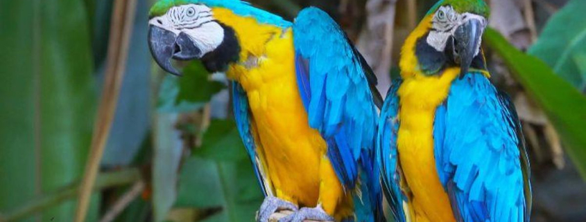 La sorprendente inteligencia de los guacamayos: aprenden nuevas habilidades simplemente observando