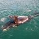 Más de 300 desde junio: la muerte masiva de crías de ballena en Argentina desconcierta a los investigadores