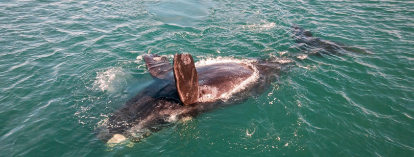 Más de 300 desde junio: la muerte masiva de crías de ballena en Argentina desconcierta a los investigadores