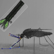 El mosquito de la malaria alcanza los vasos sanguíneos a velocidad récord y con precisión de cirujano El mosquito de la malaria alcanza los vasos sanguíneos a velocidad récord y con precisión de cirujano
