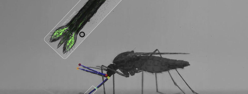El mosquito de la malaria alcanza los vasos sanguíneos a velocidad récord y con precisión de cirujano