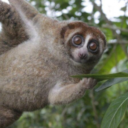 Así es el loris perezoso, el único primate venenoso del mundo que la ciencia ha vuelto a ver después de décadas Así es el loris perezoso, el único primate venenoso del mundo que la ciencia ha vuelto a ver después de décadas