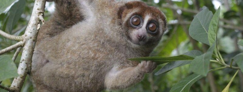 Así es el loris perezoso, el único primate venenoso del mundo que la ciencia ha vuelto a ver después de décadas