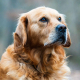 Los perros grandes envejecen más rápido y la respuesta puede estar en estos genes
